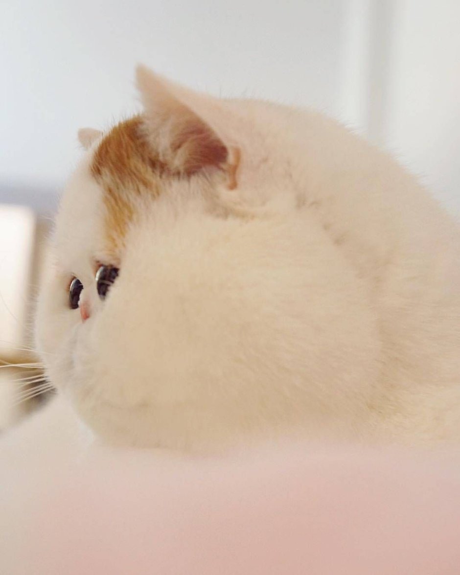 Кот Мем