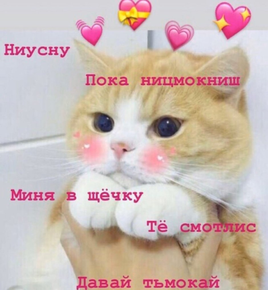 Котики щечка к щечке