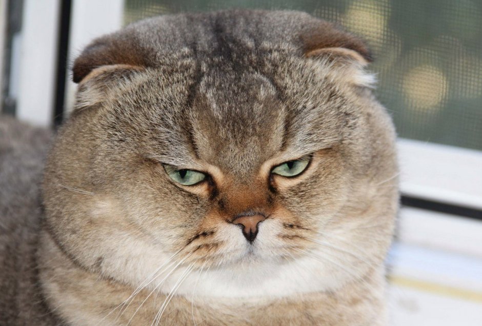 Котик с пухлыми щечками