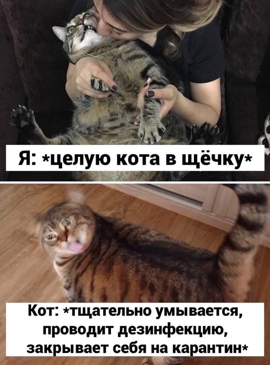 Породистые рыжие коты