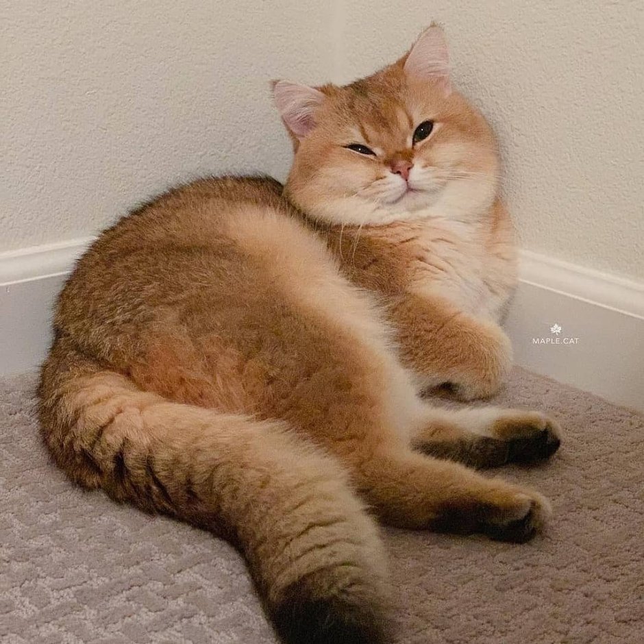 Тискать кота