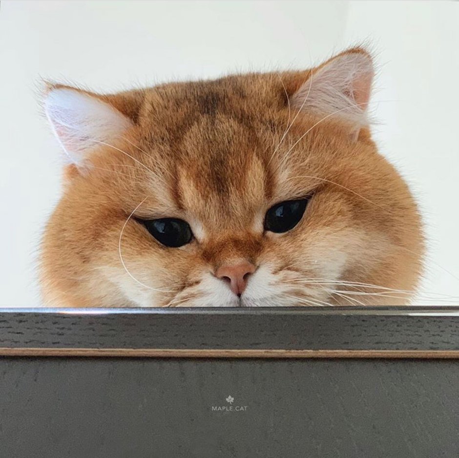 Шиншилла Пойнт