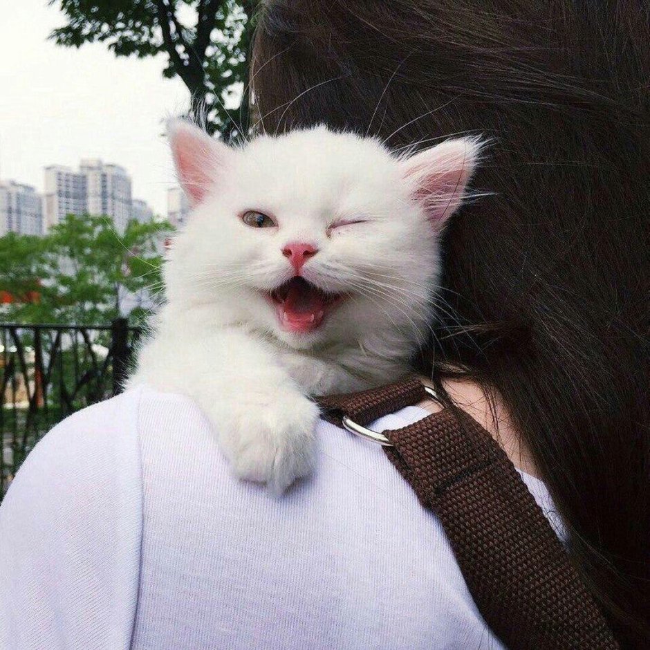 Кот с толстыми щеками