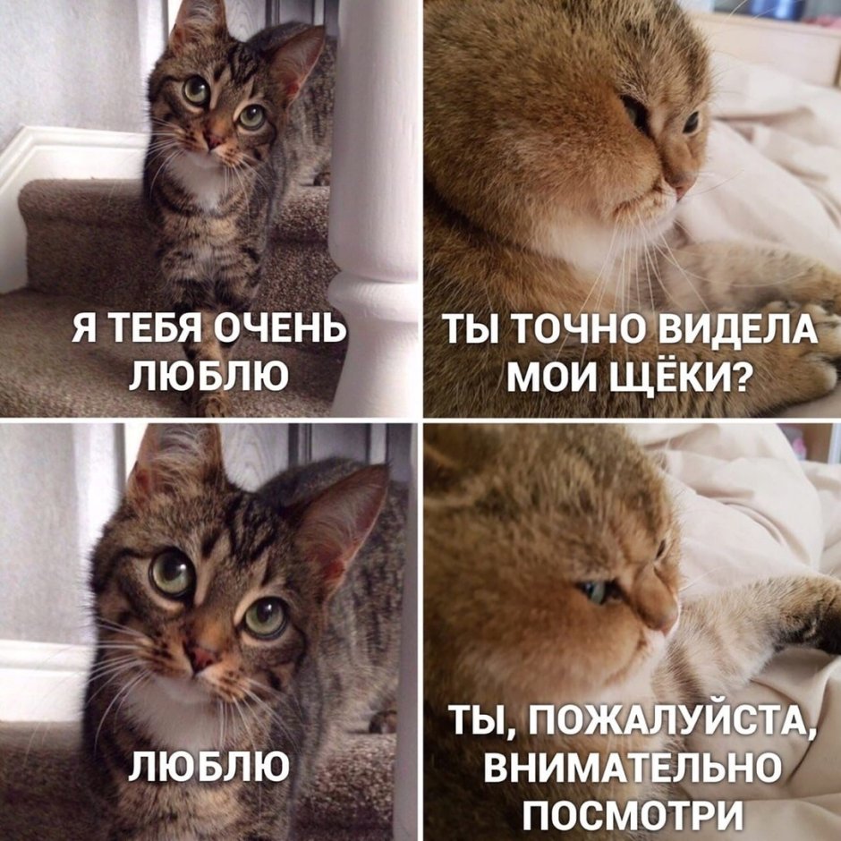 Пухлый кот милый