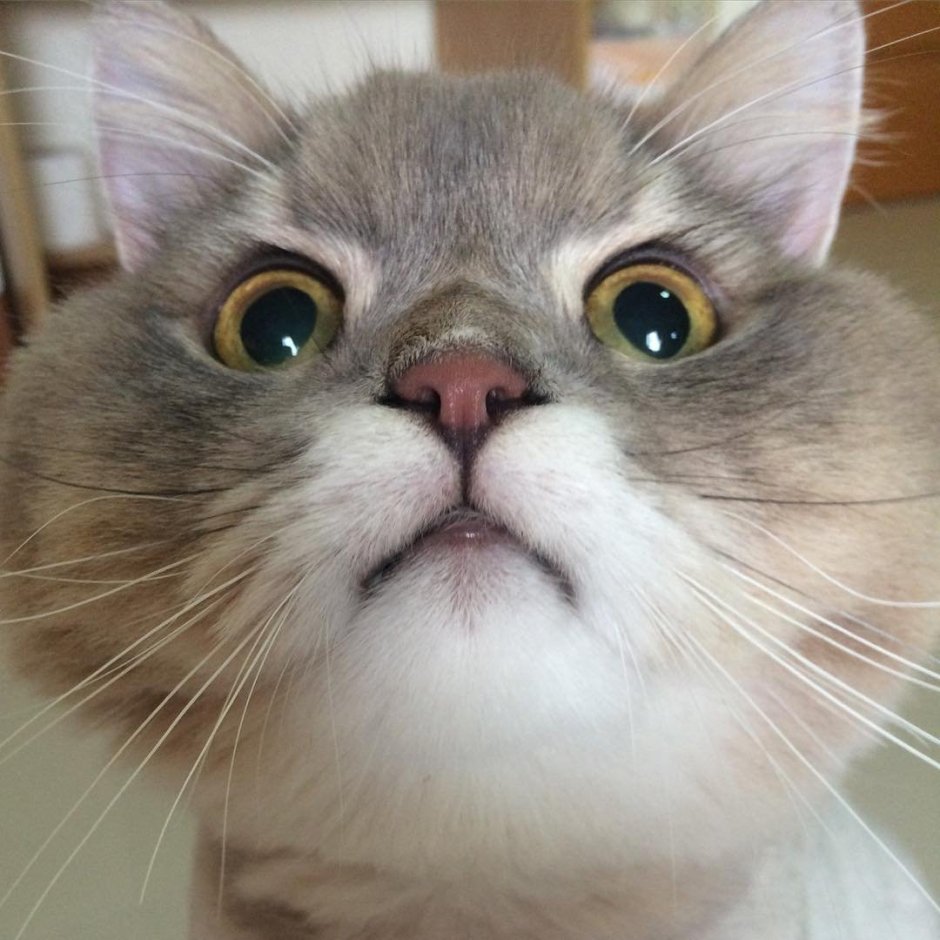 Котик с щечками