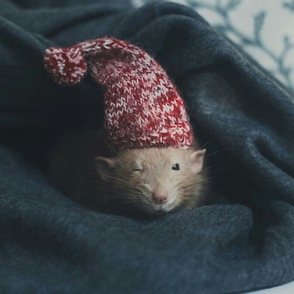 Шапка мышь