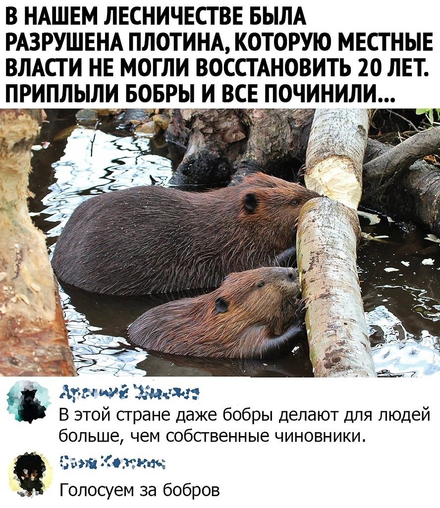 Бобр смешной