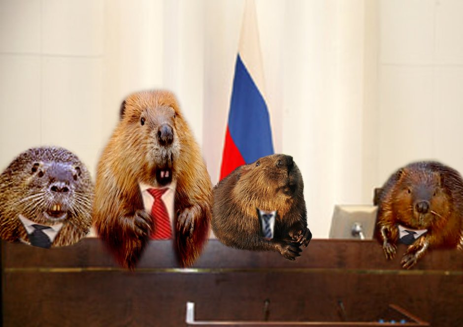 Бобер смешной