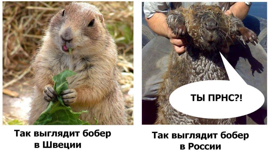 Приколы с бобрами