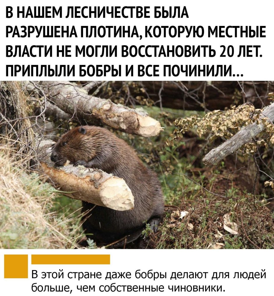 Анекдоты про Бобров