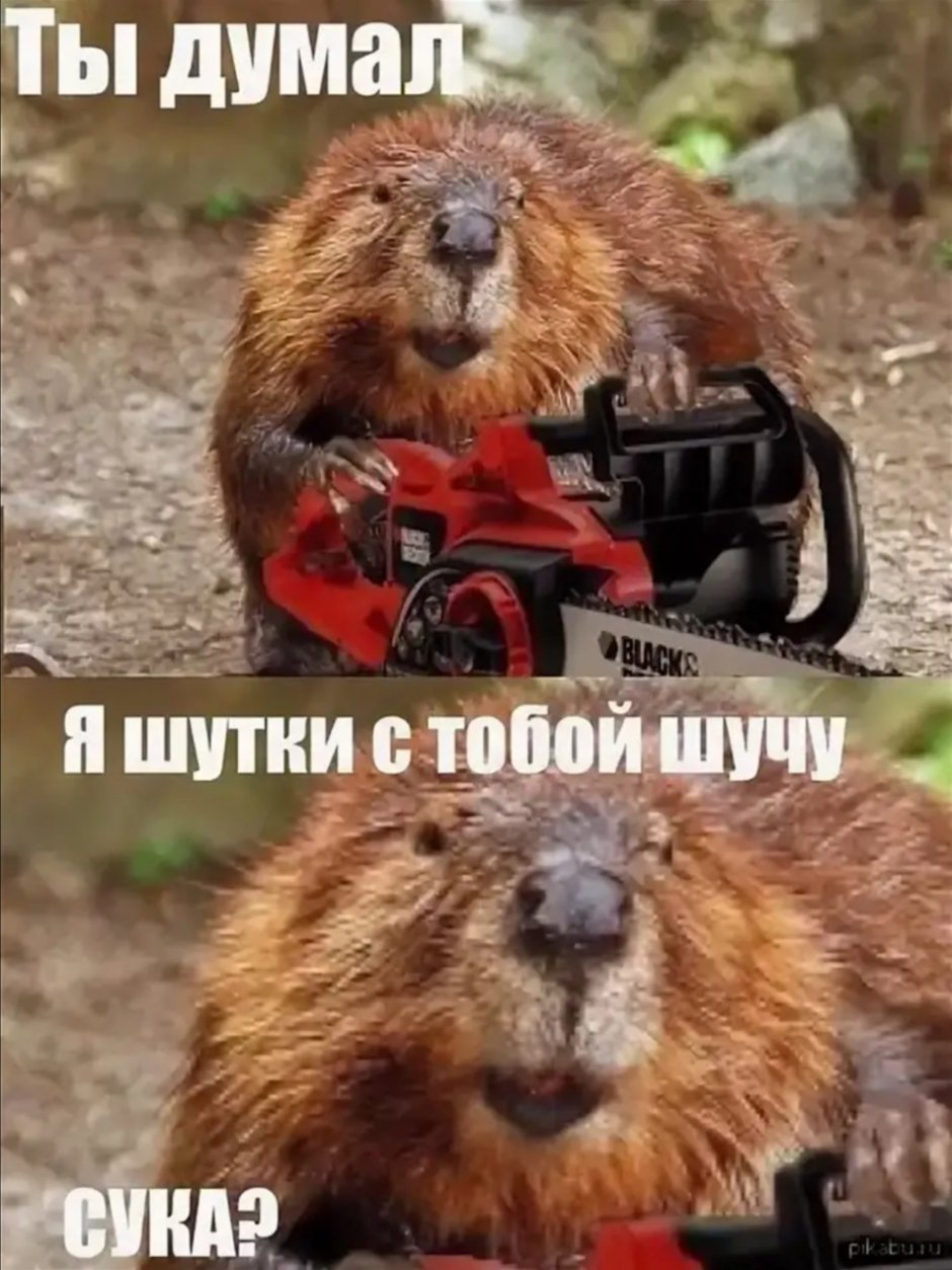 Бобер смешной