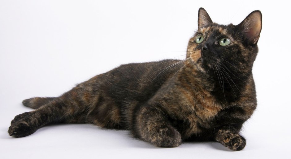 Tortoiseshell Cat порода кошек