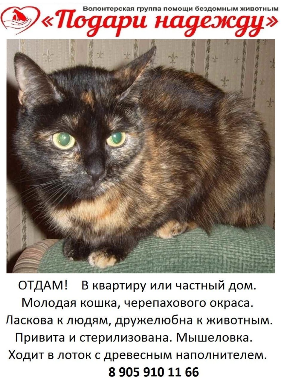 Кошечка черепахового окраса