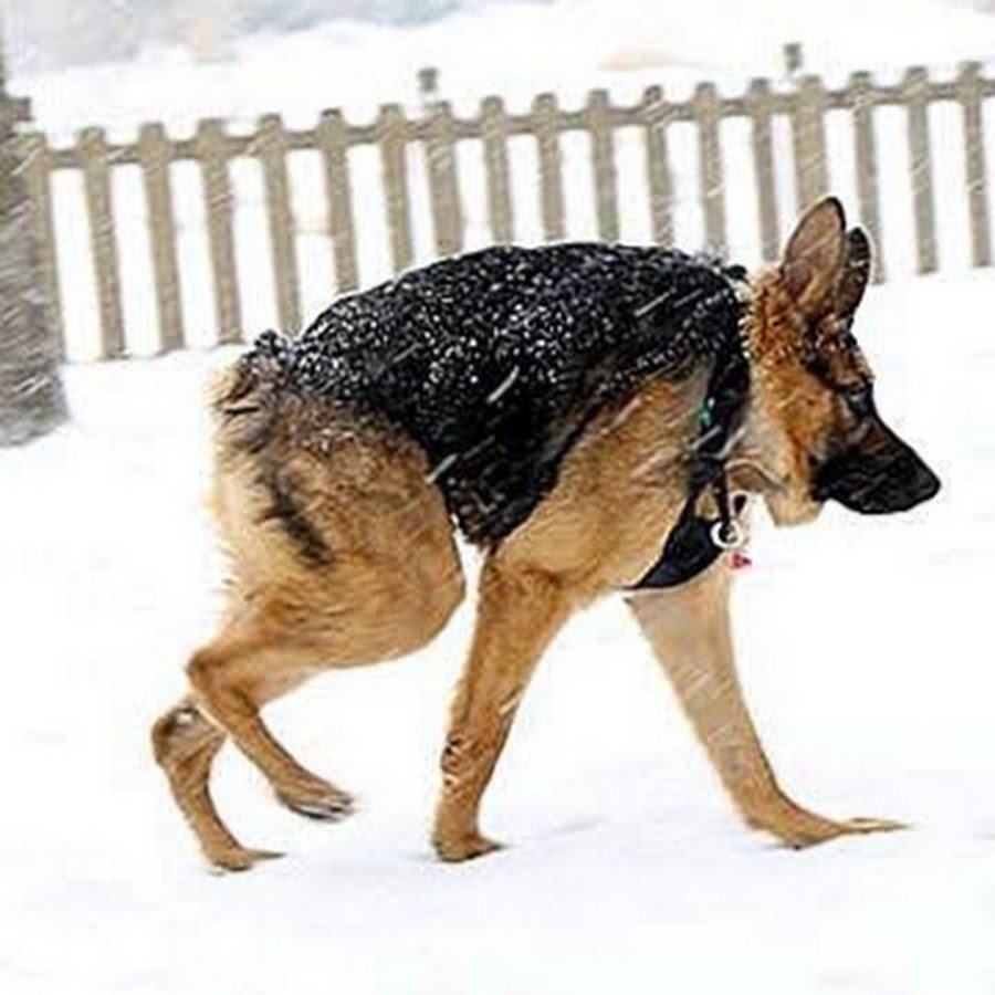 Собака сутулая