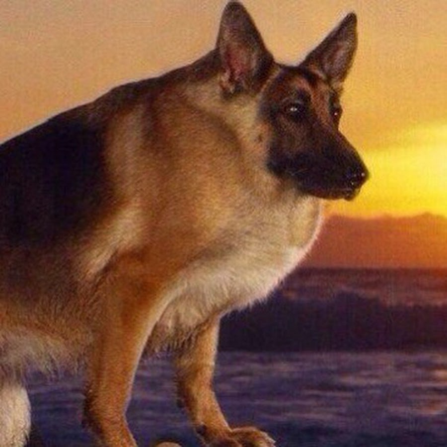 Голландская овчарка Квазимодо