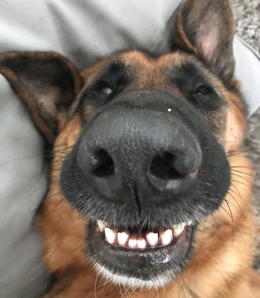 Собака Квазимодо с коротким позвоночником