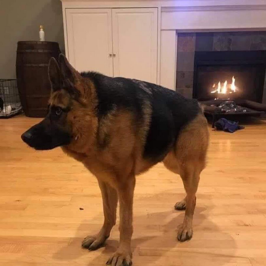 Голландская овчарка Квазимодо псина