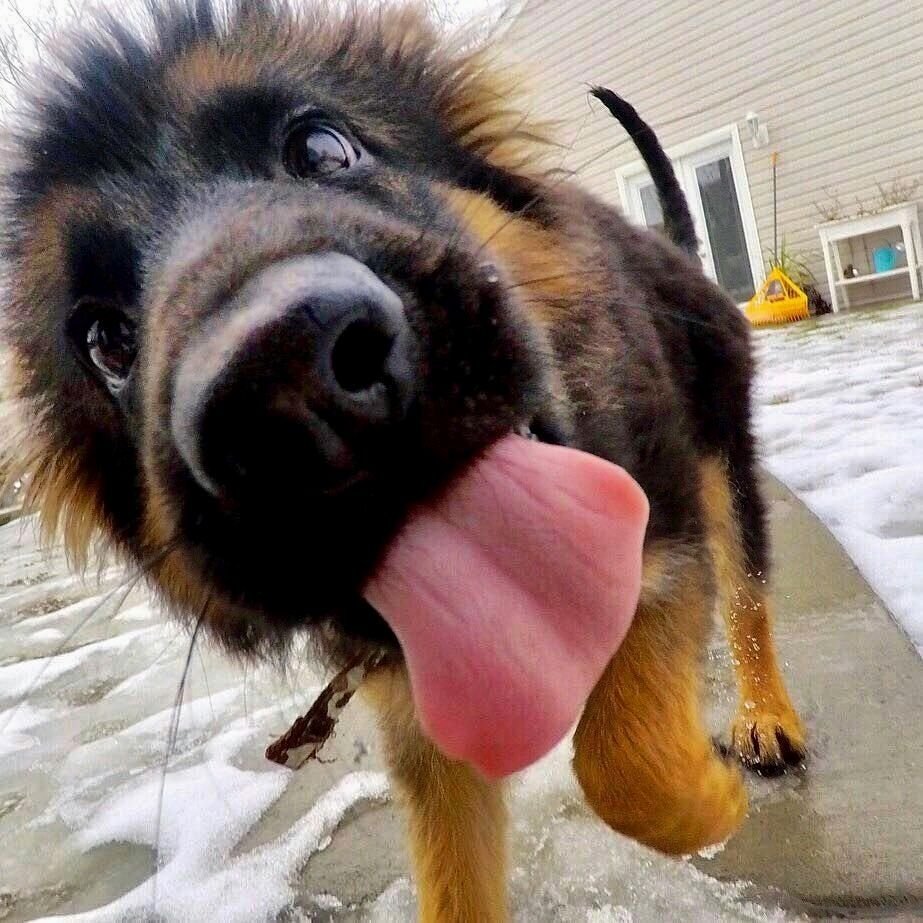 Сутулая овчарка Макс