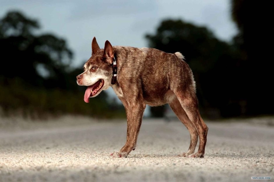 Голландская овчарка Квазимодо псина