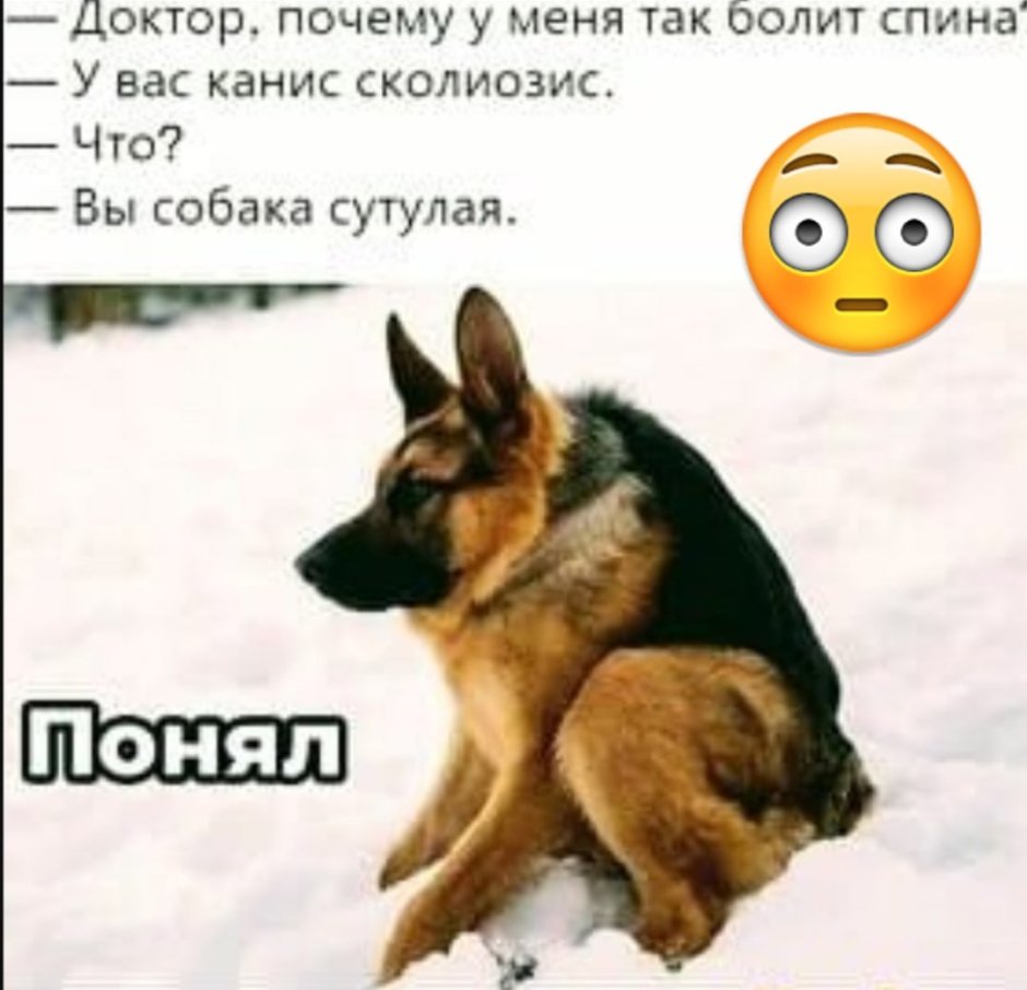 Собака сутулая