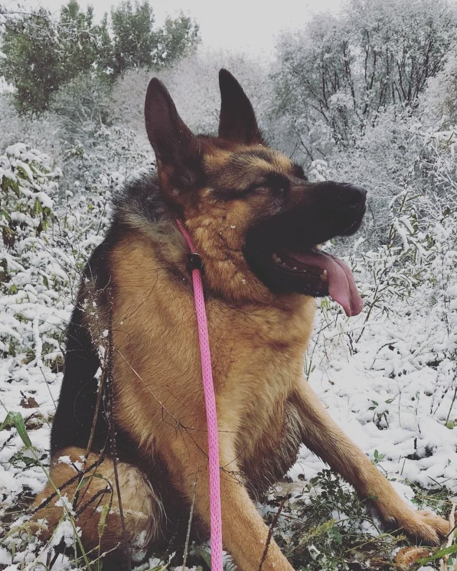 Пёс Квазимодо овчарка