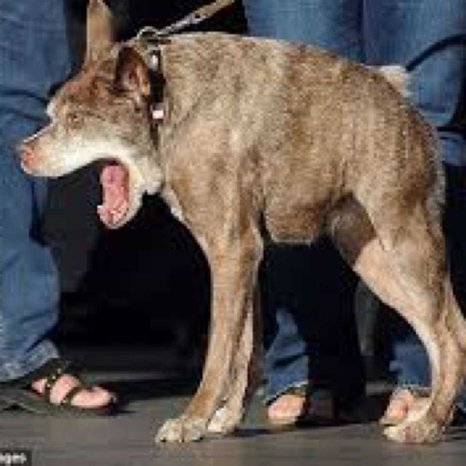 Квазимодо порода собаки