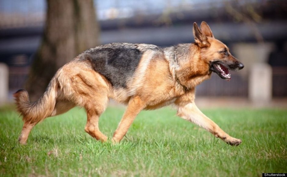 Как выглядит собака сутулая