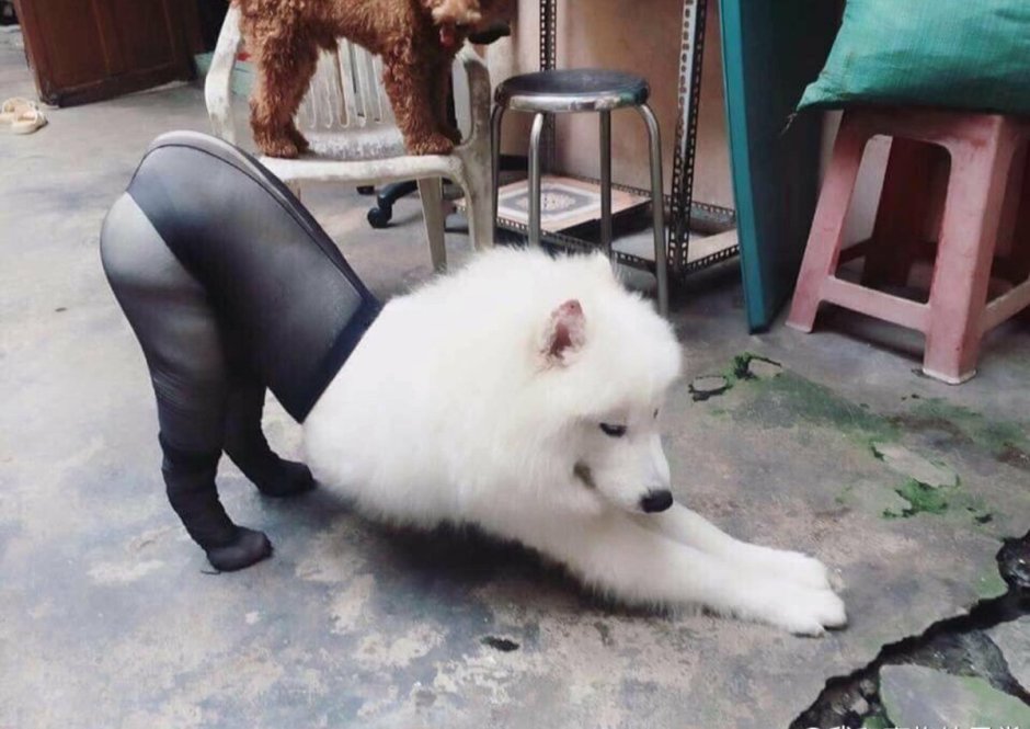 Овчарка Дауфмана