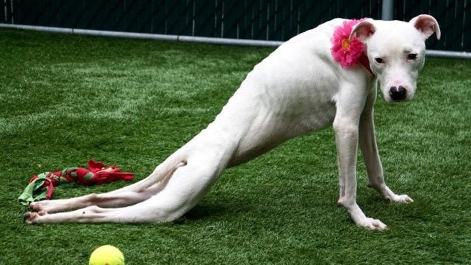 Сиба ину Мем