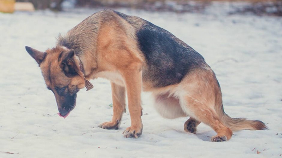Собака сутулая