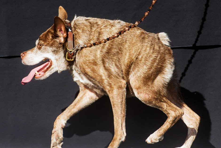 Собака сутулая