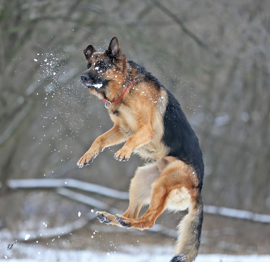 Леха собака сутулая