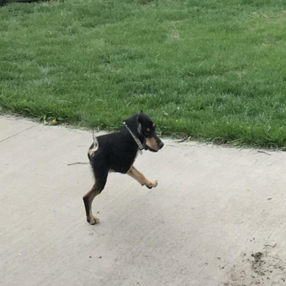 Собака гадит