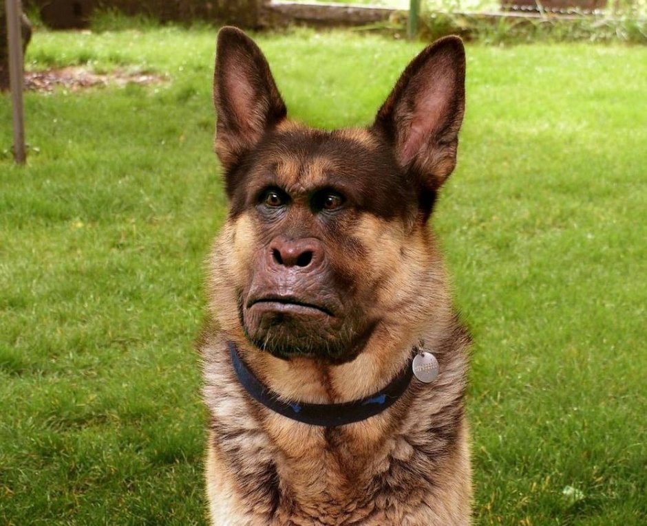 Собака сутулая овчарка Мем