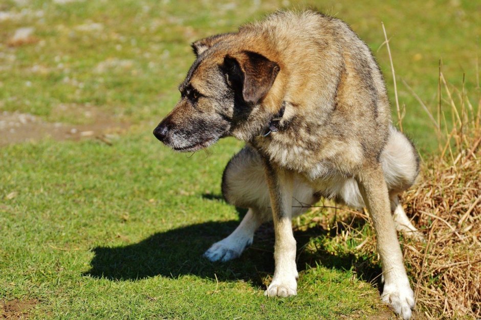 Доберман Эдит