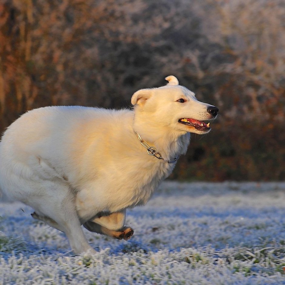 Самая худая собака в мире