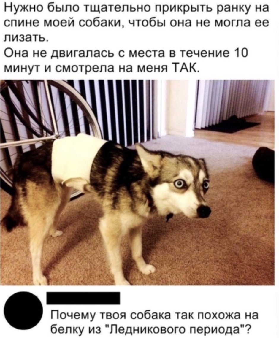 Собака сутулая