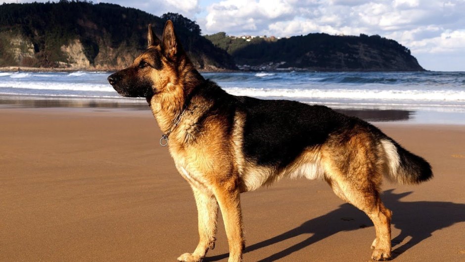Немецкая овчарка Шеферд Мухтар