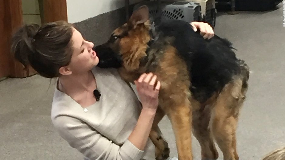 Немецкая овчарка Сильвер