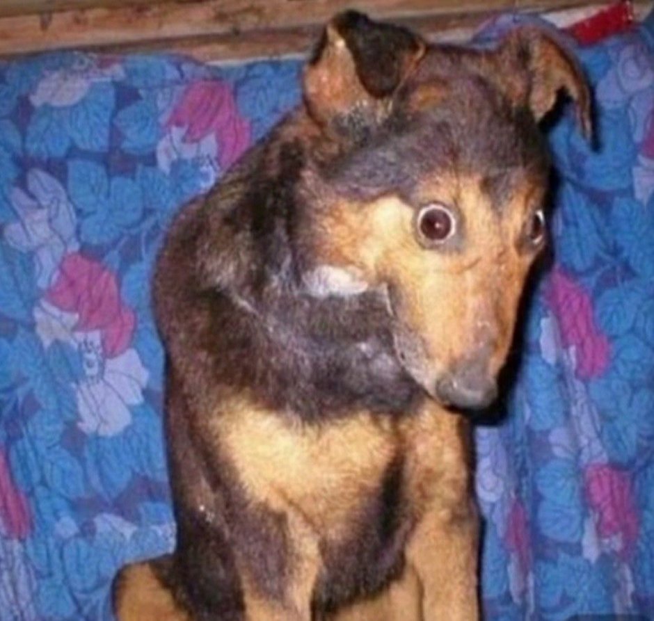 Овчарка Квазимодо