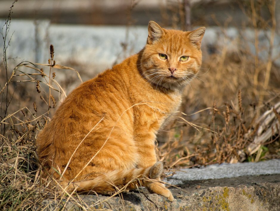 Беспородные рыжие коты