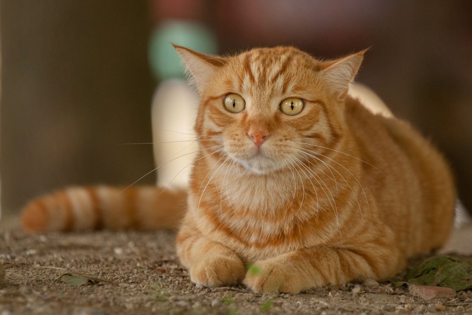 Оранжевая кошка