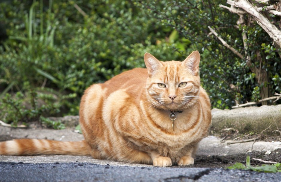 Кошка Гингер