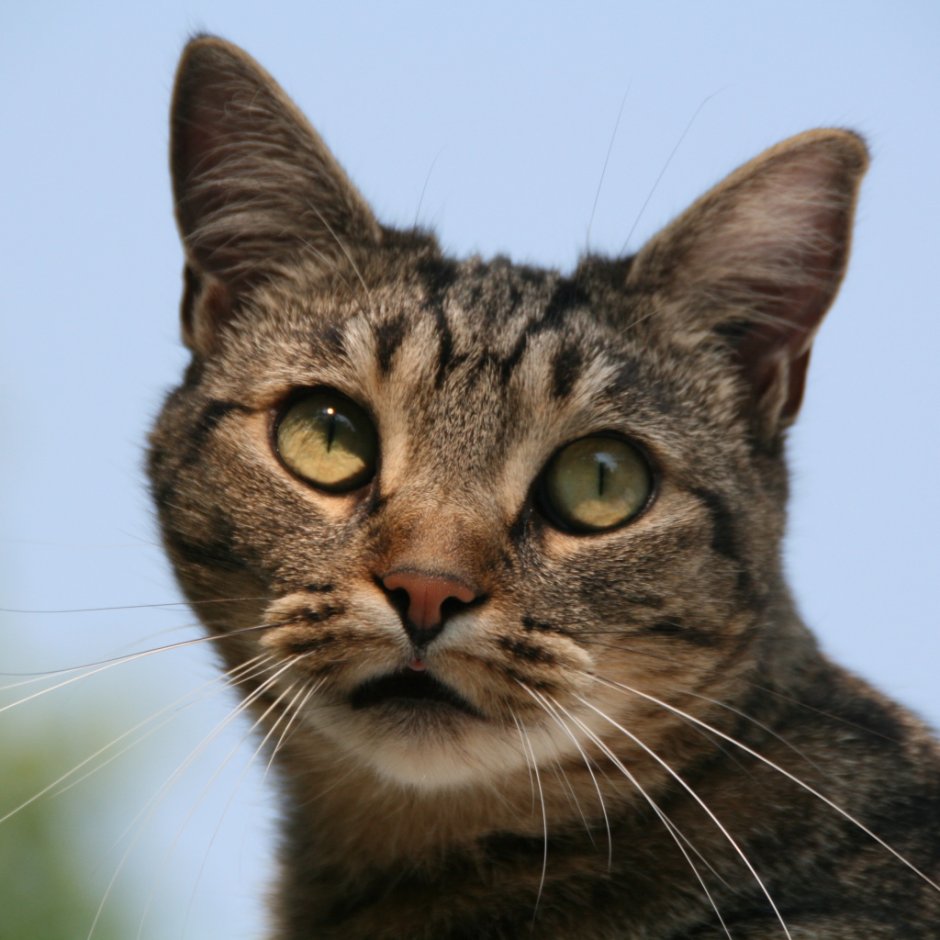 Кельтская кошка