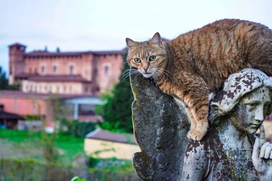 Кошки в Европе