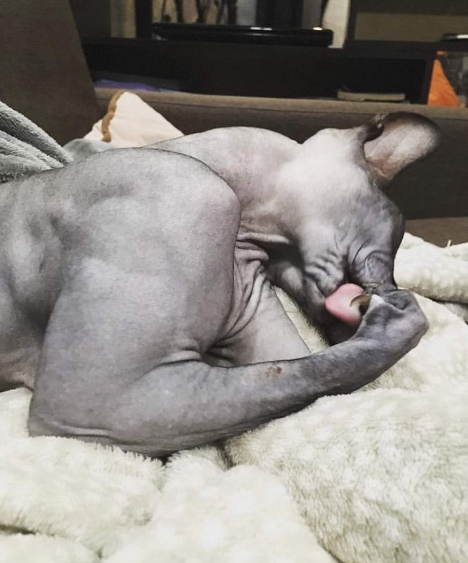Кот качок