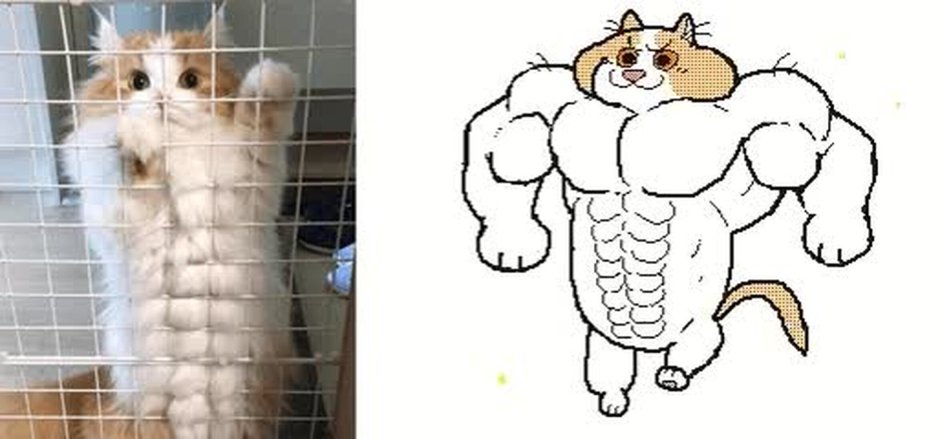 Кот с прессом