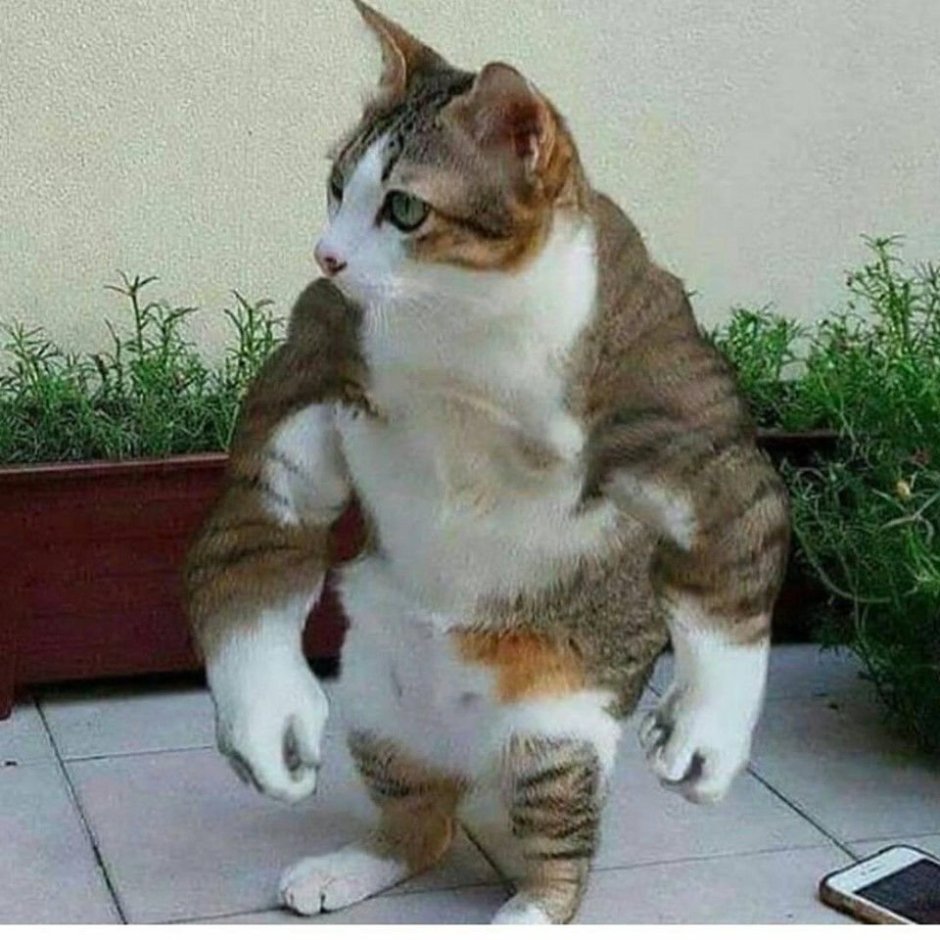 Кошка качок