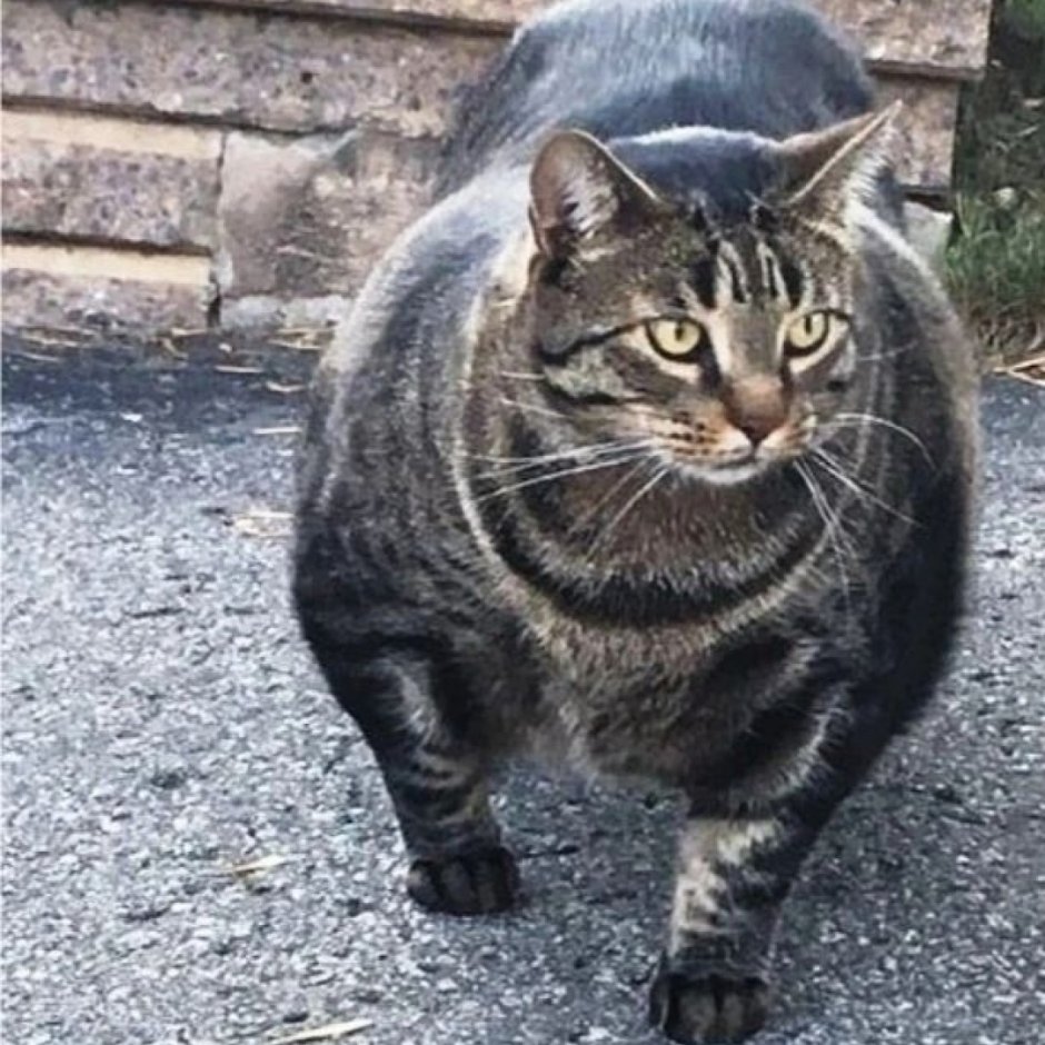 Брутальный мужчина с котенком
