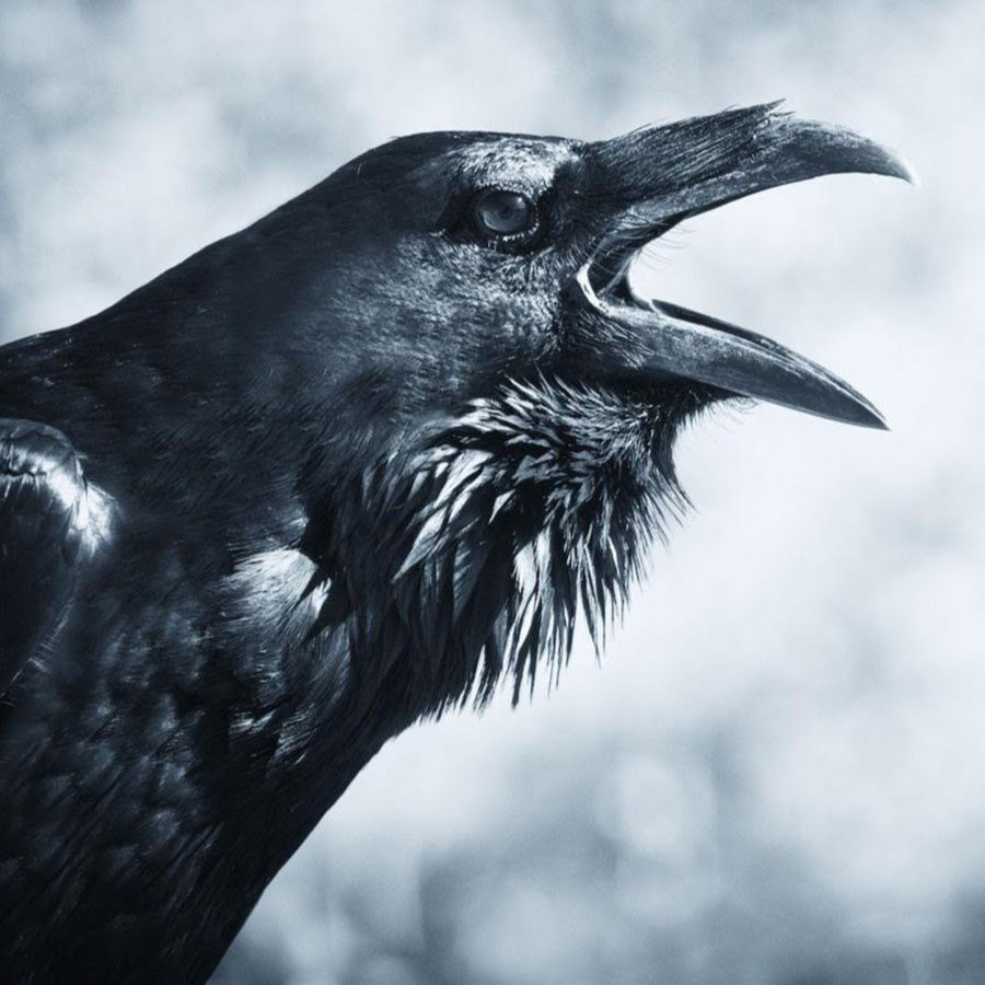 Страшный ворон